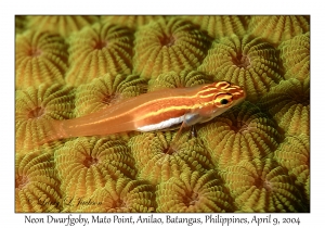 1154#0212 Eviota atriventris - Neon Dwarfgoby, Mato Pt, Anilao, Batangas, Philippines, April 9, 2004