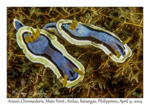 1154#0230 Chromodoris annae - Anna's Chromodoris, Mato Pt, Anilao, Batangas, Philippines, April 9, 2004