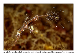 1155#0040 Solenostomus paradoxus - Ornate Ghost Pipefish juv, Ligpo Sand, Batangas, Philippines, April 10, 2004