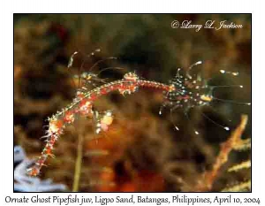 Ornate Ghost Pipefish juvenile