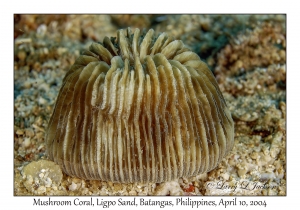 1155#0062 Cycloceris cyclolites - Mushroom Coral, Ligpo Sand, Batangas, Philippines, April 10, 2004
