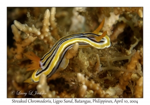 1155#0087 Chromodoris strigata - Streaked Chromodoris, Ligpo Sand, Batangas, Philippines, April 10, 2004