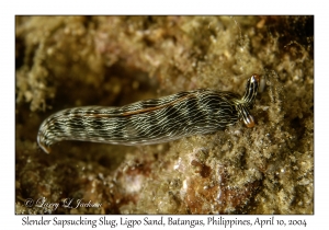 1155#0090 Thuridilla gracilis - Slender Sapsucking Slug, Ligpo Sand, Batangas, Philippines, April 10, 2004