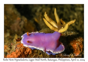 1156#0169 Hypselodoris apolegma - Robe Hem Hypselodoris, Ligpo Wall North, Batangas, Philippines, April 10, 2004