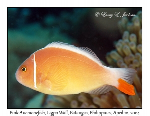 Pink Anemonefish