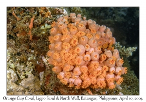 1157#0271 Tubastraea cf faulkneri - Orange Cup Coral, Ligpo Sand & North Wall, Batangas, Philippines, April 10, 2004