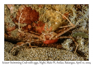 1158#0304 Lupocyclus sp 1 - Scissor Swimming Crab w eggs, Night, Mato Pt, Anilao, Batangas, Philippines, April 10, 2004