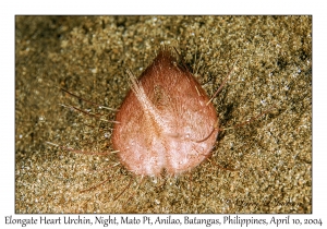 1158#0354 Lovenia elongata - Elongate Heart Urchin, Night, Mato Pt, Anilao, Batangas, Philippines, April 10, 2004