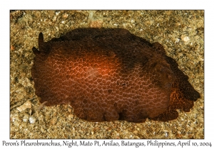 1158#0371 Pleurobranchus peronii - Peron's Pleurobranchus, Night, Mato Pt, Anilao, Batangas, Philippines, April 10, 2004