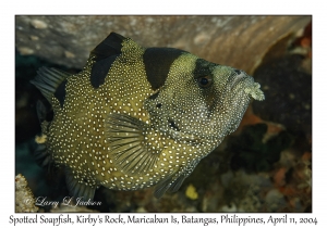 1159#0011 Pogonoperca punctata - Spotted Soapfish, Kirby's Rock, Maricaban Is, Batangas, Philippines, April 11, 2004