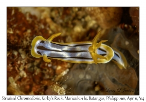 1160#0123 Chromodoris strigata - Streaked Chromodoris, Kirby's Rock, Maricaban Is, Batangas, Philippines, April 11, 2004