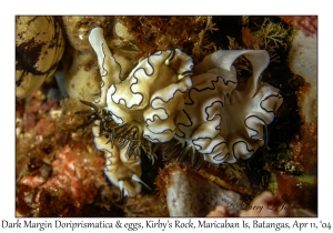 Dark Margin Doriprismatica & eggs