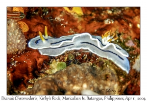 1160#0140 Chromodoris dianae - Diana's Chromodoris, Kirby's Rock, Maricaban Is, Batangas, Philippines, April 11, 2004