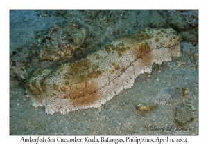 Amberfish Sea Cucumber