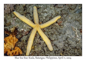 Blue Sea Star