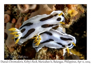 1162#0074 Chromodoris dianae - Diana's Chromodoris, Kirby's Rock, Maricaban Is, Batangas, Philippines, April 12, 2004