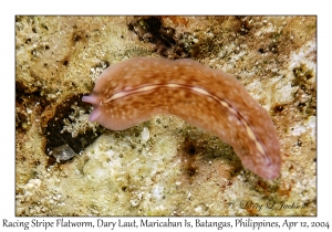 1163#0125 Pseudoceros bifurcus - Racing Stripe Flatworm, Dary Laut, Maricaban Is, Batangas, Philippines, April 12, 2004