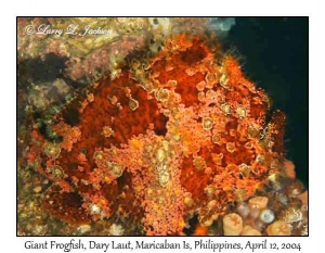 Giant Frogfish