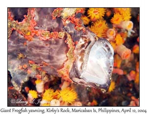 Giant Frogfish, yawning