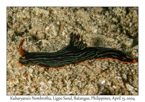 1165#0003 Nembrotha kubaryana - Kubaryana's Nembrotha, Ligpo Sand, Batangas, Philippines, April 13, 2004