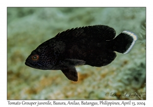 1165#0024 Cephalopholis sonnerati - Tomato Grouper juv, Ligpo Sand, Batangas, Philippines, April 13, 2004