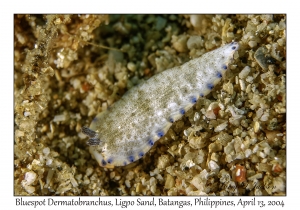 1165#0035 Dermatobranchus caeruleomaculatus - Bluespot Dermatobranchus, Ligpo Sand, Batangas, Philippines, April 13, 2004