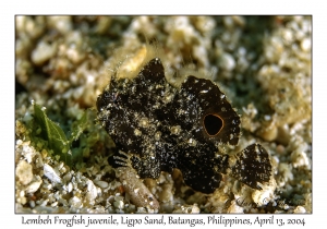 1165#0038 Nudiantennarius subteres - Lembeh Frogfish juv, Ligpo Sand, Batangas, Philippines, April 13, 2004