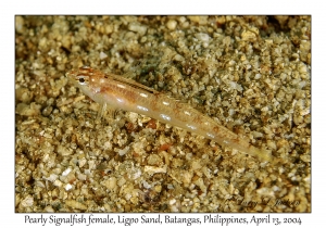 1166#0095 Pteropsaron springeri - Pearly Signalfish female, Ligpo Sand, Batangas, Philippines, April 13, 2004