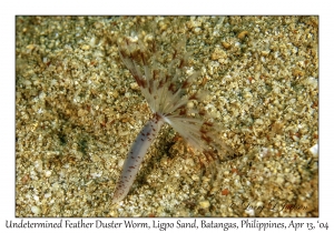 1166#0097 Sabellastarte sp - Undetermined Feather Duster Worm, Ligpo Sand, Batangas, Philippines, April 13, 2004
