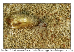 1166#0100 Conus quercinus & Sabellastarte sp - Oak Cone & Undetermined Feather Duster Worm, Ligpo Sand, Batangas, Philippines, April 13, 2004