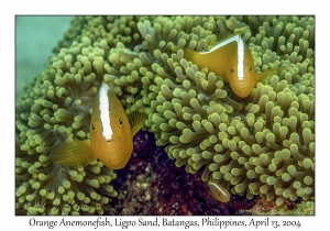 1166#0129 Amphiprion sandaracinos - Orange Anemonefish, Ligpo Sand, Batangas, Philippines, April 13, 2004