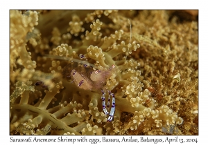 1167#0153 Periclimenes sarasvati - Sarasvati Anemone Shrimp w eggs, Basura, Anilao, Batangas, Philippines, April 13, 2004