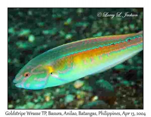 Goldstripe Wrasse, terminal phase