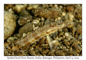 1167#0172 Trichonotus setiger - Spotted Sand Diver, Basura, Anilao, Batangas, Philippines, April 13, 2004