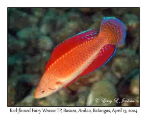 Red-finned Fairy Wrasse, terminal phase
