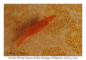 1167#0190 Periclimenes soror - Sea Star Shrimp, Basura, Anilao, Batangas, Philippines, April 13, 2004