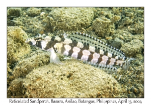1167#0222 Parapercis tetracantha - Reticulated Sandperch, Basura, Anilao, Batangas, Philippines, April 13, 2004