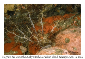 1168#0014 Neothyonidium magnum - Magnum Sea Cucumber, Kirby's Rock, Maricaban Is, Batangas, Philippines, April 14, 2004