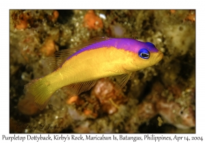 1168#0025 Pictichromis diadema - Purpletop Dottyback, Kirby's Rock, Maricaban Is, Batangas, Philippines, April 14, 2004