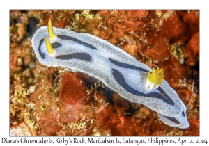 1168#0027 Chromodoris dianae - Diana's Chromodoris, Kirby's Rock, Maricaban Is, Batangas, Philippines, April 14, 2004