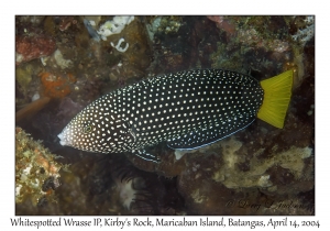 1168#0037 Anampses melanurus - Whitespotted Wrasse IP, Kirby's Rock, Maricaban Is, Batangas, Philippines, April 14, 2004