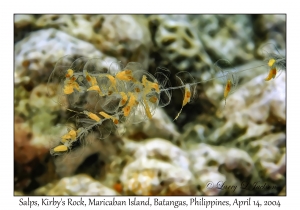 1168#0066 Salps, Kirby's Rock, Maricaban Is, Batangas, Philippines, April 14, 2004
