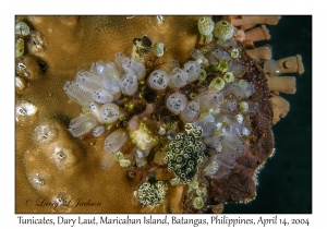 1169#0117 Clavelina moluccensis - Tunicates, Dary Laut, Maricaban Is, Batangas, Philippines, April 14, 2004