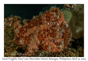 1169#0141 Antennarius commerson - Giant Frogfish, Dary Laut, Maricaban Is, Batangas, Philippines, April 14, 2004