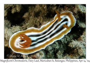 1169#0148 Chromodoris magnifica - Magnificent Chromodoris, Dary Laut, Maricaban Is, Batangas, Philippines, April 14, 2004
