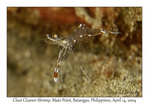 1170#0200 Urocaridella antonbruunii - Clear Cleaner Shrimp, Mato Pt, Batangas, Philippines, April 14, 2004