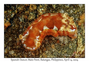 1170#0208 Hexabranchus sanguineus - Spanish Dancer, Mato Pt, Batangas, Philippines, April 14, 2004