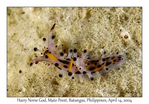 1170#0233 Aegires villosus - Hairy Norse God, Mato Pt, Batangas, Philippines, April 14, 2004