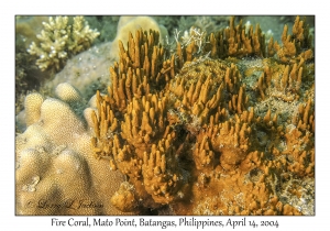 1170#0247 Millepora sp - Fire Coral, Mato Pt, Batangas, Philippines, April 14, 2004