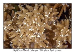 1171#0001 Cespitularia sp - Soft Coral, Mainit, Batangas, Philippines, April 15, 2004